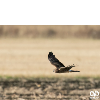 گونه سنقر خاکستری Hen Harrier